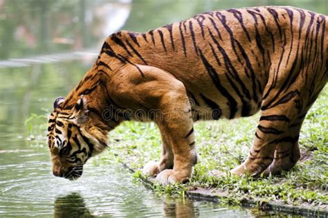 Tiger Drinking Water Stock Photo Image Of Jungle Mammal 18726578
