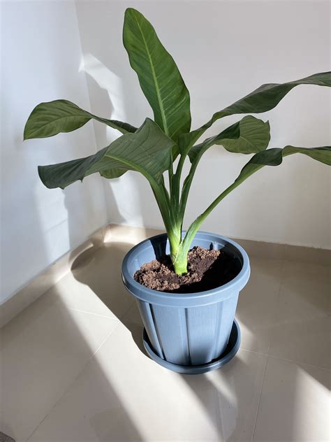 Banana Tree Banana Tree Plants Planter Pots