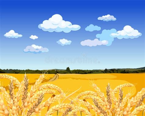 Landscape Yellow Field With Wheat Stock Vector Illustration Of Meadow