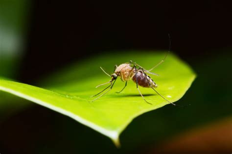 What Do Mosquitoes Eat Mosquito Diet In Illinois And Indiana