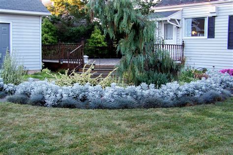 Pin By We Garden Too On Shrub Tapestry Blue Fescue Dusty Miller Fescue