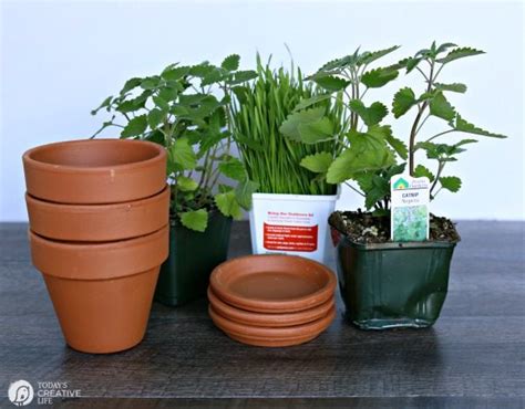 If you keep cats and houseplants in the same space like me, you might want to take a peek at these tips for keeping those leafy greens safe. Herb Garden for Cats | Today's Creative Life