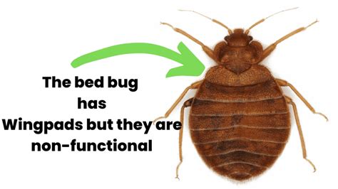 Do Bed Bugs Jump Do Bed Bugs Fly A Quick Tutorial