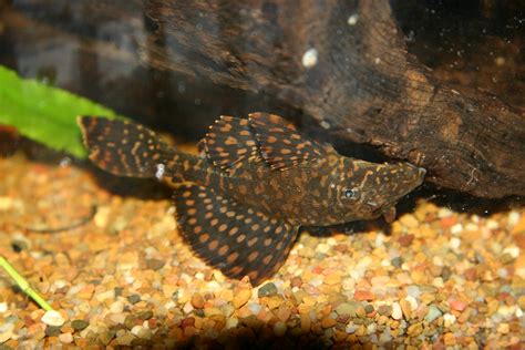 Gold Spotted Pleco Sven Dowideit Flickr