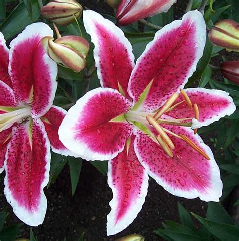 Starfighter Oriental Lily Bõtanus Care Inspire Grow Flower
