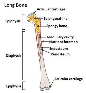 Label the parts of a long bone. Medullary Cavity - National Library of Medicine | Cavities ...