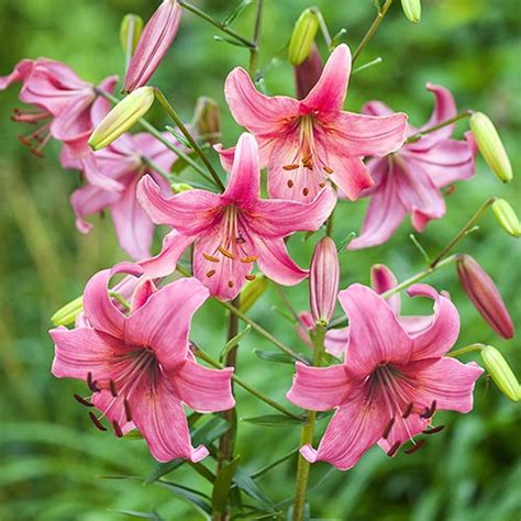 Pink Flight Tiger Lily Brecks Premium Bulbs