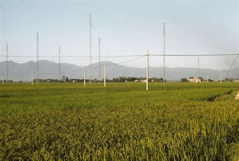 Taipei Signal Army Working In The Rice Paddies 1957 58 Taipei Taiwan