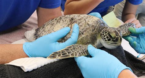 Sea Turtle Conservation Program The Florida Aquarium