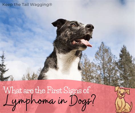 What Are The First Signs Of Lymphoma In Dogs Keep The Tail Wagging