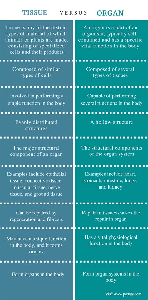 Difference Between Tissue And Organ Definition Types