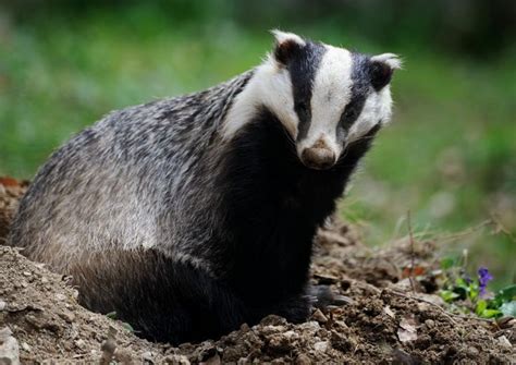 Badger Cull Extended To Dorset Badger Mammals Dorset