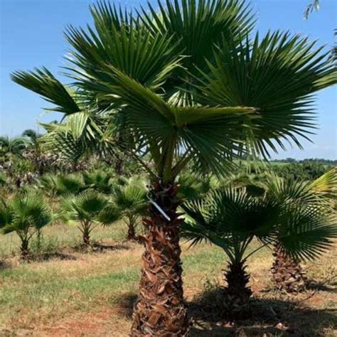 Washingtonia Filifera Palm Nature Nursery Central Indias Biggest