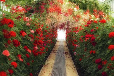 Serres royales de laeken), are a vast complex of monumental greenhouses in the park of the royal castle of laeken in brussels. Ouverture des Serres royales de Laeken - Noblesse & Royautés
