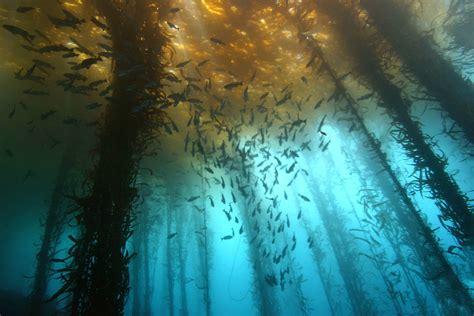 Pin By Marissa Shell On Sea Kelp And Mangroves Underwater Photography