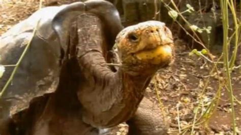 Sex Mad Tortoise Saves Species Newshub