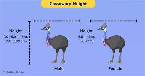 The Surprising Cassowary Size: Taller Than You Think! 2024