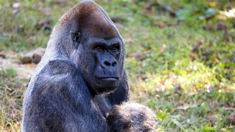 Ozzie The Worlds Oldest Male Gorilla Dies At 61 In Atlantas Zoo Npr