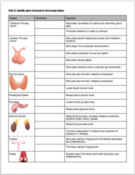 Endocrine System Review Worksheet By Biology With Brynn And Jack