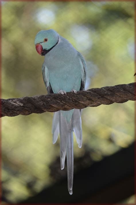 Blue Dwarf Parrot Free Stock Photo Public Domain Pictures