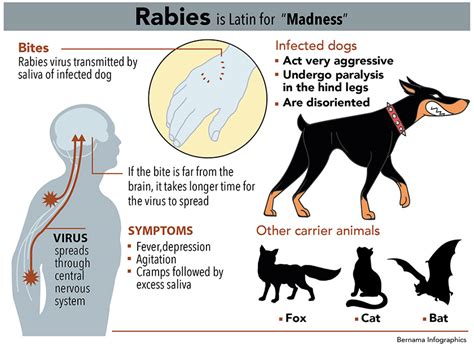 Infographics What you need to know about rabies | Astro Awani