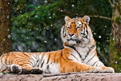 無料写真素材 動物 虎トラ 雪画像素材なら無料フリー写真素材のフリーフォト