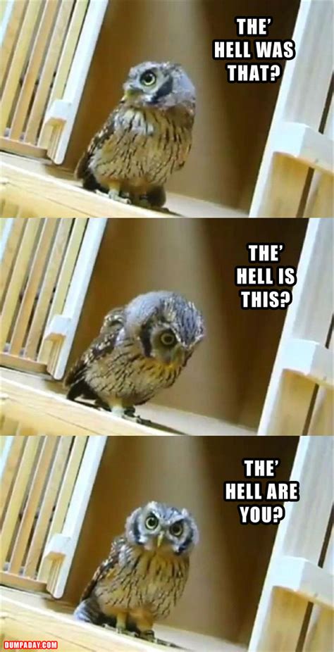 The best 58 owl jokes. funny owl pictures 2 - Dump A Day