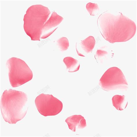 水彩粉色花瓣png图片免费下载 素材7zikkjupw 新图网