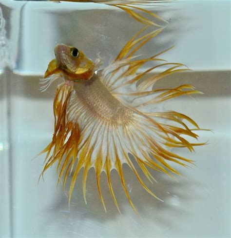 You'll find a high quality of healthy and colorful betta fish for sale. Gold butterfly crowntail | Siamese fighting fish ...
