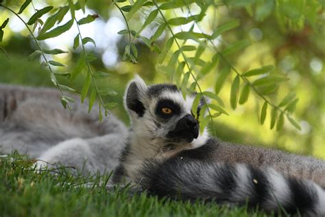 skeptisch Foto & Bild | lemuren, fell, spanien Bilder auf ...