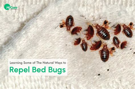 Top Tips On How To Get Rid Of Bed Bugs From Home HiCare
