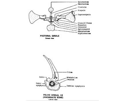 Amphibians Pectoral Girdle And Pelvic Girdle Of The Frog