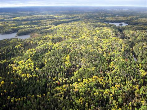 Northwoods Regional Forest Vulnerability Climate Change Response