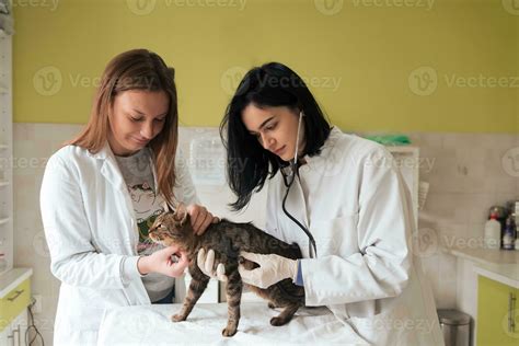 Veterinary Team For Treating Sick Cats Maintain Animal Health Concept