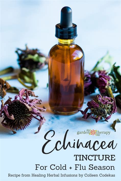 Echinacea Root And Flower Tincture For Cold And Flu Season Garden Therapy