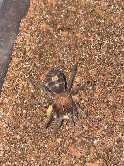 Guatemalan Tiger Rump Davus Pentaloris 14in Tarantula By Crystal