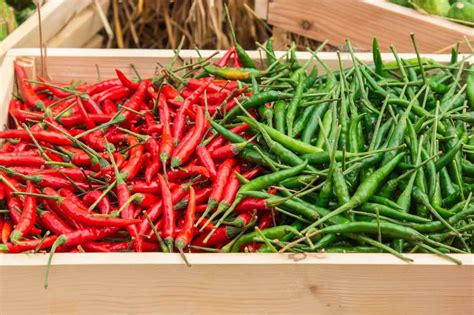 Is it a chili or chile. Chili Vs. Chile: PepperScale Showdown - PepperScale