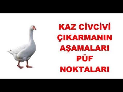 KULUÇKA MAKİNASINDAN KAZ CİVCİVİ ÇIKARMANIN PÜF NOKTALARI YouTube