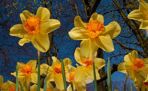 Daffodils Exhibition Yellow Flowers Seasons Spring Flowers