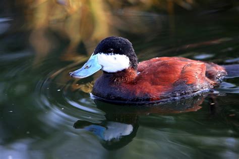 Did You Know Ruddy Ducks The Living Coast Discovery Center