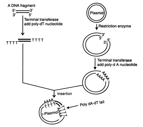 Insertion Of A Foreign Dna Fragment Into A Vector Genetic Engineering