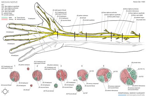 Branches Of Median Nerve Below Wrist Median Nerve Nerve Anatomy Human Body Anatomy