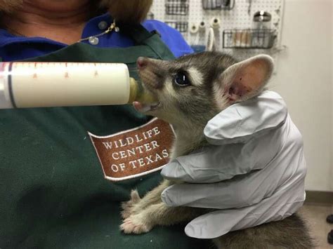 Cute Ringtail Cat Goes On Scary Journey To Houston Under An Rv And