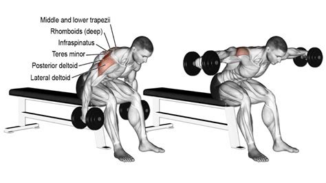 How To Do Seated Rear Delt Fly Properly