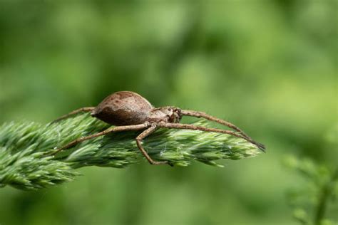 Brown Spider Stock Photos Pictures And Royalty Free Images Istock