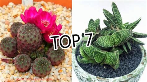 Top 7 Low Light Cactus And Succulents Youtube