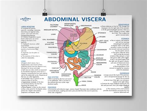 Abdominal Viscera Anatomy Poster Etsy