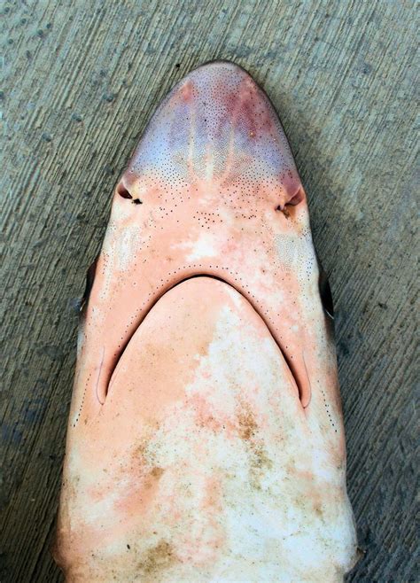 Pacific Sharpnose Shark Mexican