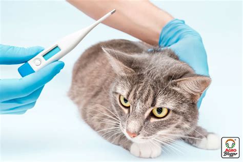 Enfermedades comunes en gatos Identifícalas Agrocampo