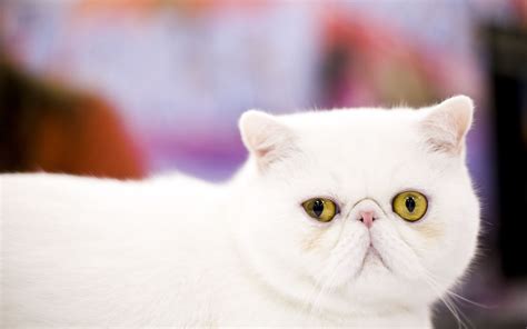 Download Wallpapers Exotic Shorthair White Cat Pets Close Up Cats